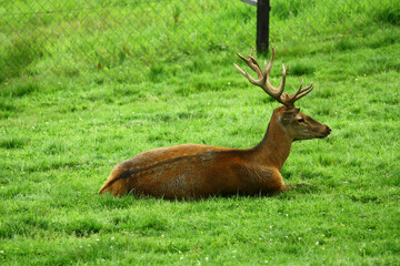Red deer