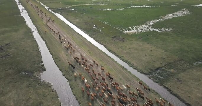 Aerial view of cattle run by gauchos and dogs, many cows are piled up along a road with streams to the side, arriving at the farm.