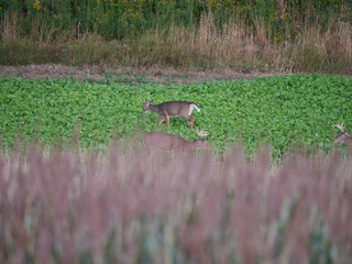 White Tail Deer