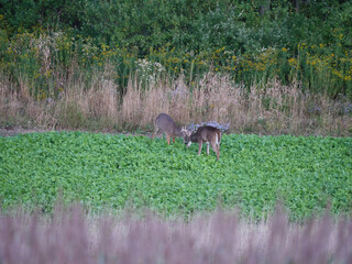 White Tail Deer