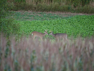 White Tail Deer