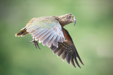 Parrot Kea is flying on green background