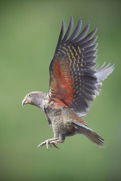 Parrot Kea is flying on green background