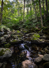 Naklejka na ściany i meble stream in the forest Griffith Lake 9.19.20