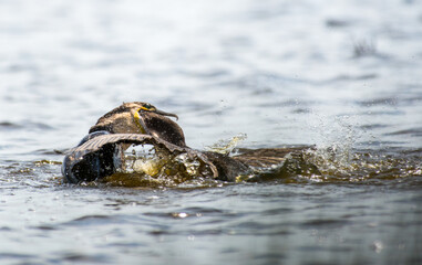feeding the younger generation, adult Comoran feeding his child on the lake in South Africa 