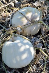 Autumn produce: closeup of hybrid white Pumpkins.