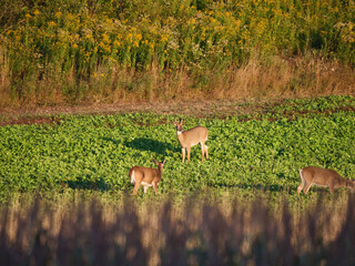 White Tail Deer