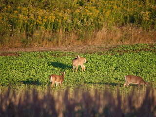 White Tail Deer