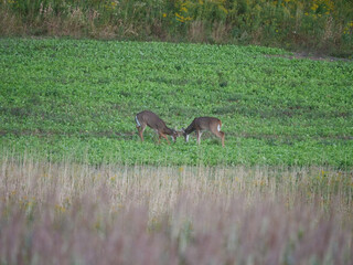 White Tail Deer