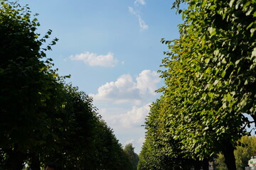 Alley with trees in the city park in summer.