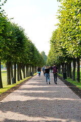 Fototapeta na wymiar Alley with trees in the city park in summer.