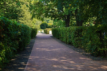 Alley with trees in the city park in summer.