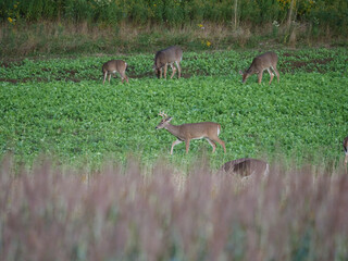 White Tail Deer