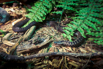 Asp viper in forest