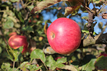 Close-up of Ripe red apple on a tree branch against blue sky. Autumn fruit harvest season	