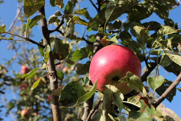 Ripe red apple on a tree branch against blue sky. Autumn fruit harvest season