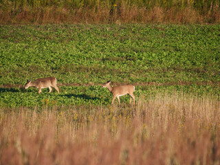 White Tail Deer