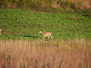 White Tail Deer
