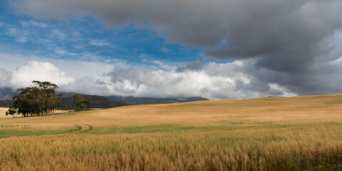 clouds over the mountains in South Africa, with a wheat field in the foreground, and on the horizon a storm is approaching 