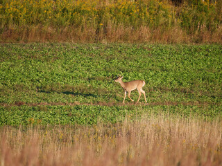 White Tail Deer