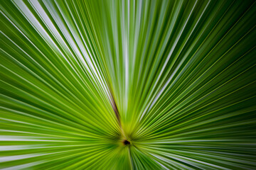 palm tree leaves