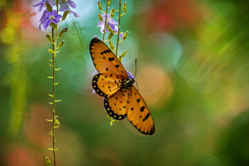 Orange butterfly in natural habitat - colourful bokeh effect