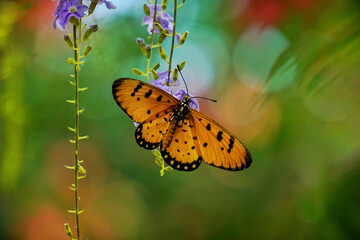 Orange butterfly in natural habitat - colourful bokeh effect