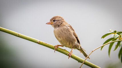sparrow on a branch