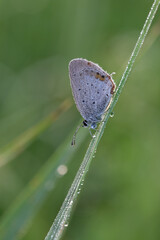 Hauhechel-Schmetterling