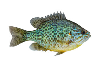Pumpkinseed fish. Fresh alive freshwater sunfish isolated on white background - obrazy, fototapety, plakaty