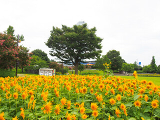 愛知県一宮市のひまわりが咲き乱れる公園