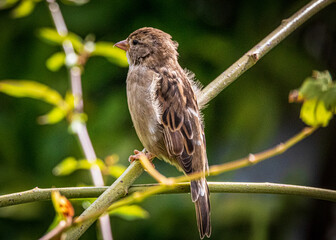 sparrow on a branch