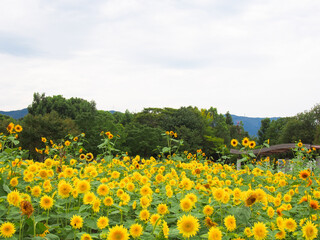 愛知県一宮市のひまわりが咲き乱れる公園