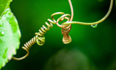 plantas em dia de chuva