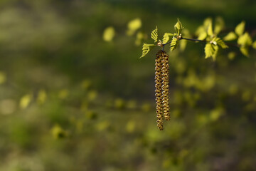 Growing green birch tree leaves in the sunlight. New green birch branch with leaves and rings/catkins at spring time, natural seasonal background. Spring birch buds on green background