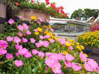緑ときれいな花が咲き乱れる愛知県一宮市の公園