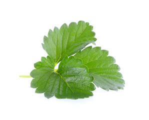Strawberry leaf isolated on white background