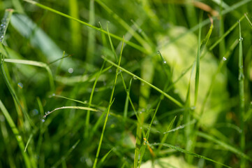 Dew drops on young green grass on a Sunny summer morning in a meadow, close-up, selective focus.