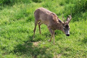 Naklejka na ściany i meble Beautiful deer on a green meadow