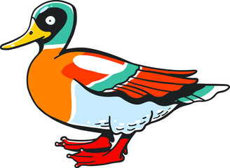 Cartoon male duck on white background.
