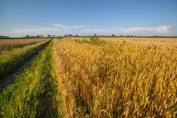 Summer landscape in Serbia, Europe
