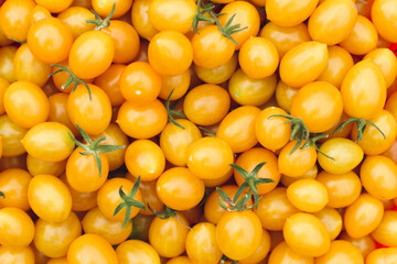 yellow tomatoes on the vine