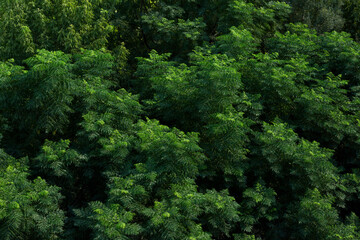 Fototapeta na wymiar Green colored background with tree leaves