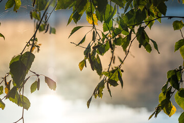 goldener Herbst, Sonnenstrahlen, Blatt