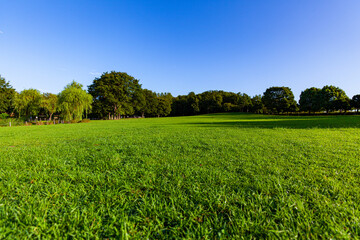 早朝の晴れた草原