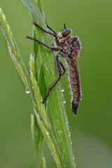 Raubfliege