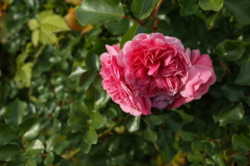 Pink Flower of Rose 'Pink Swany' in Full Bloom
