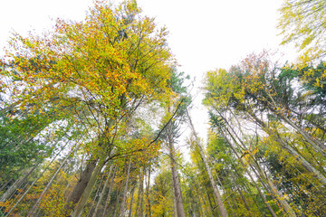 Fototapeta premium Laubbaum