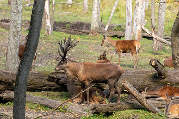 Rutting red deer with group of hinds
