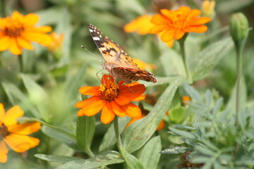 Painted Lady Butterfly on an orange flower 2020 I